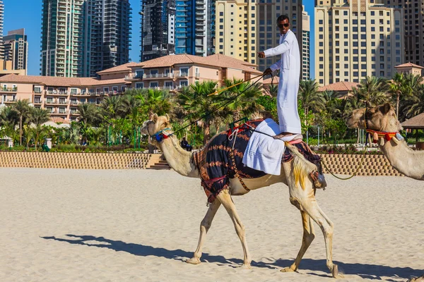 Camel op jumeirah strand in duba — Stockfoto