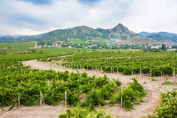 Виноградники в долине — стоковое фото