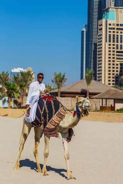 Camel on Jumeirah Beach in Duba — Stock Photo, Image