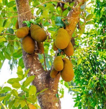 Hindistan ormanlarında ağaçlarda büyük nefesi