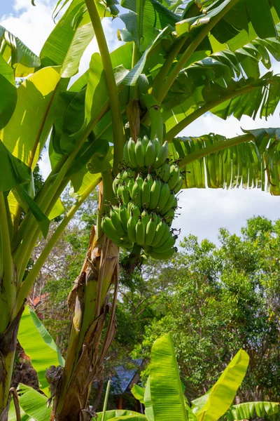 Banánový Strom Banány — Stock fotografie