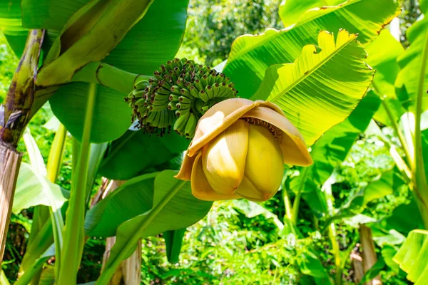 Zelený Banán Rostlinovém Stromě Zahradě — Stock fotografie