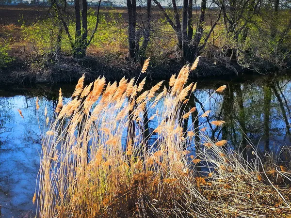 Canne Gialle Lungo Fiume Sullo Sfondo Alberi — Foto Stock