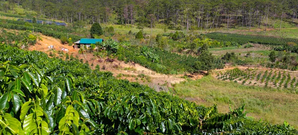 越南在树上成熟的咖啡豆 — 图库照片