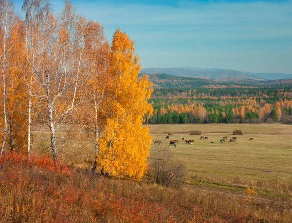 Varmt Höstlandskap Solig Dag — Stockfoto