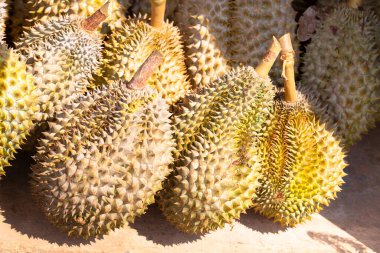 Durian, meyvelerin kralı, Tayland 'da ünlü meyve.