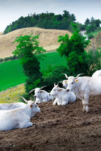Αγελάδα Είναι Ανάπαυση Φόντο Της Λοφώδες Τοπίο Ιταλία — Φωτογραφία Αρχείου