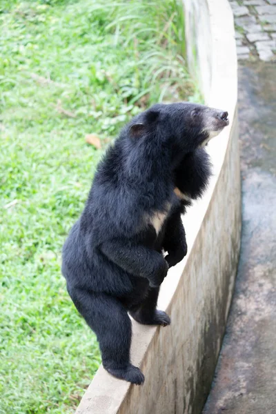 ツキノワグマ チベットの黒いクマ Ursus 黒い毛と白い 大型の熱帯アジアのクマ形のバストの毛皮 ストック写真