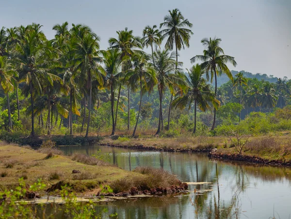 Green Palm Trees Blue Sky Water Goa Royalty Free Stock Photos