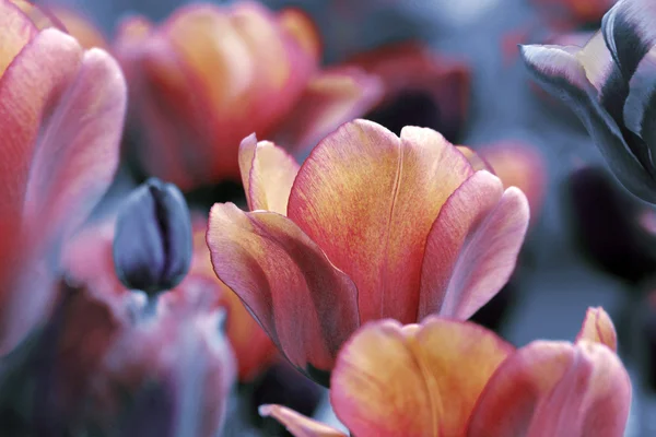 Tulipanes naranja oscuro y amarillo —  Fotos de Stock