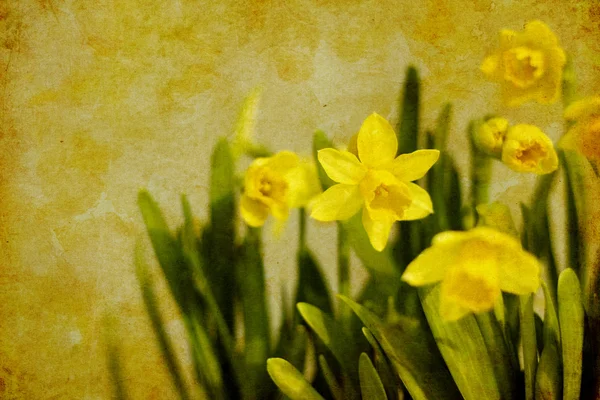 Ročník jarní narcisy (Narcis) — Stock fotografie