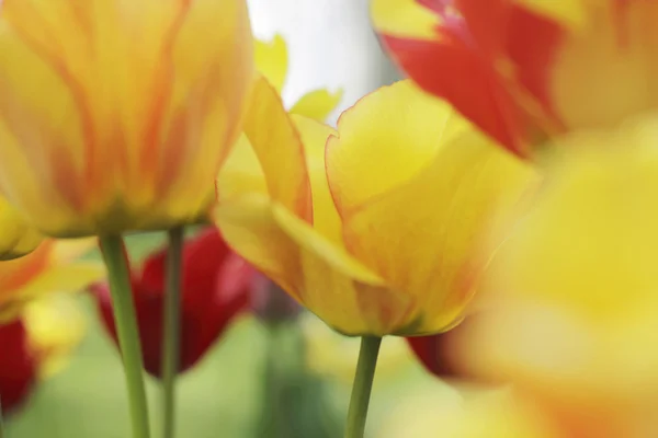 Tulipanes coloridos en flor — Foto de Stock