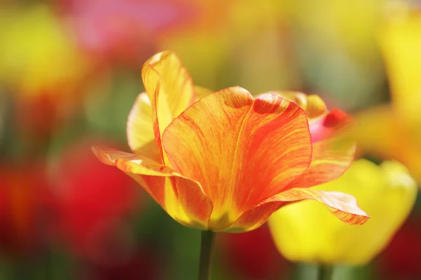 Барвисті тюльпани в цвітіння — стокове фото