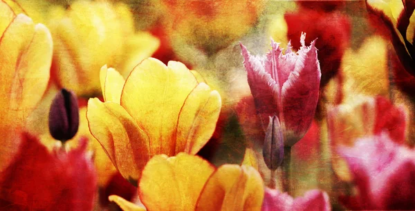 Tulipanes retro coloridos — Foto de Stock