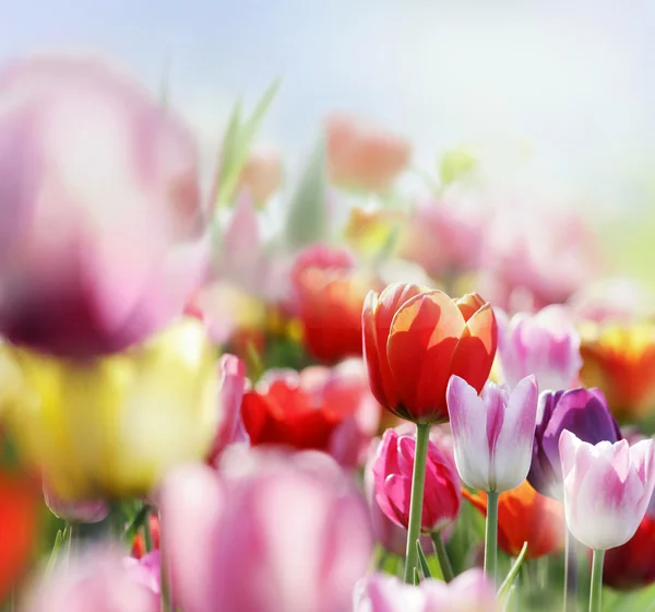 Tulpen in voller Blüte — Stockfoto