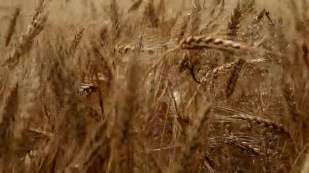 Jordbruk vete — Stockvideo