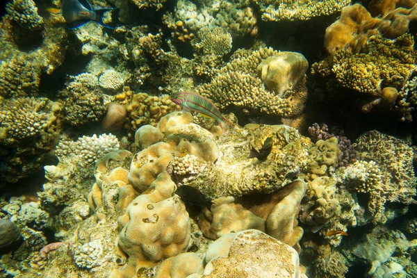 Подводный мир. Коралловые рыбы Красного моря. Египет — стоковое фото