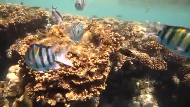 Arrecife de coral tropical y peces en el Mar Rojo — Vídeo de stock