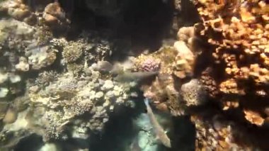 tropikal mercan ve balıklar Kızıldeniz üzerinde