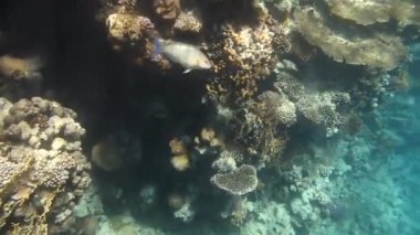 tropikal mercan ve balıklar Kızıldeniz üzerinde