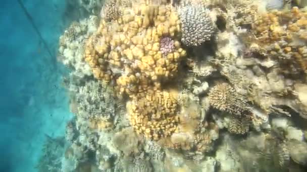 Arrecife de coral tropical y peces en el Mar Rojo — Vídeo de stock