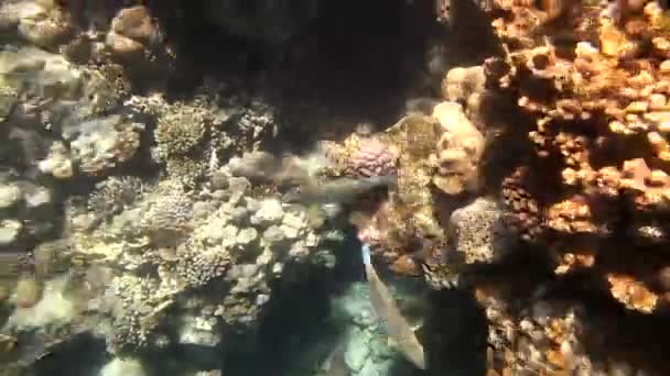 Tropikal mercan ve balıklar Kızıldeniz üzerinde — Stok video