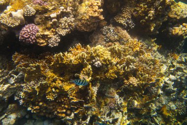 tropikal mercan ve balıklar Kızıldeniz üzerinde