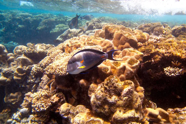 Тропический коралловый риф и рыбы на Красном море — стоковое фото