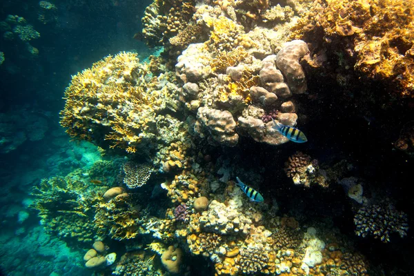 Tropical coral reef and fishes on Red Sea — Stock Photo, Image