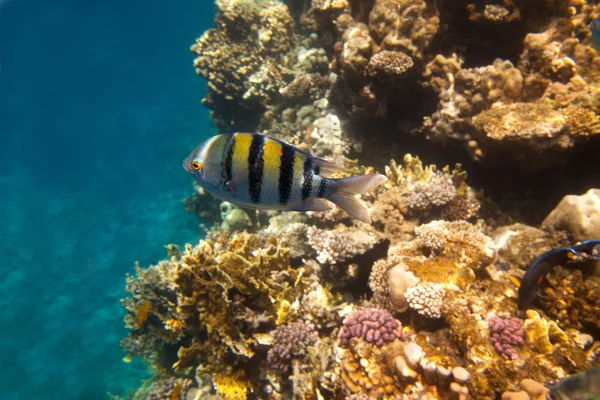 Tropical coral reef and fishes on Red Sea — Stock Photo, Image