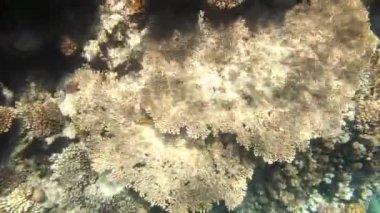 tropikal mercan ve balıklar Kızıldeniz üzerinde