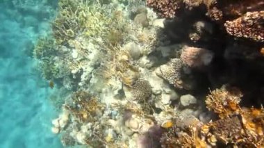 tropikal mercan ve balıklar Kızıldeniz üzerinde