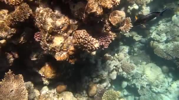 Tropische koraalrif en vissen op de rode zee — Stockvideo