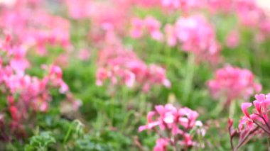 Pembe çiçek tarlası