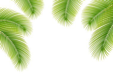 Leaves of palm tree on white background. clipart