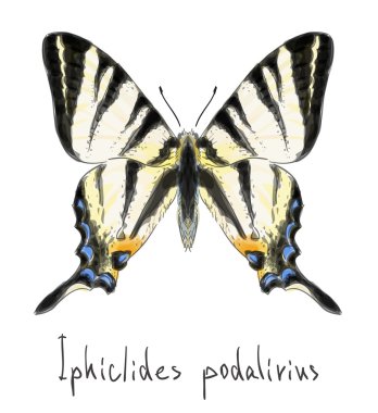 Kelebek Iphiclides podalirius. bitmemiş suluboya çizimi ı