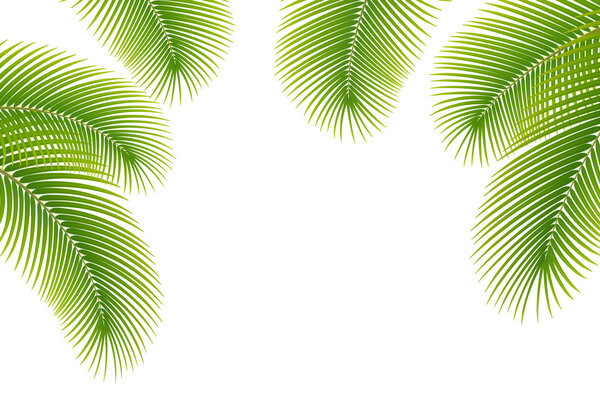 Leaves of palm tree on white background. — Stock Vector