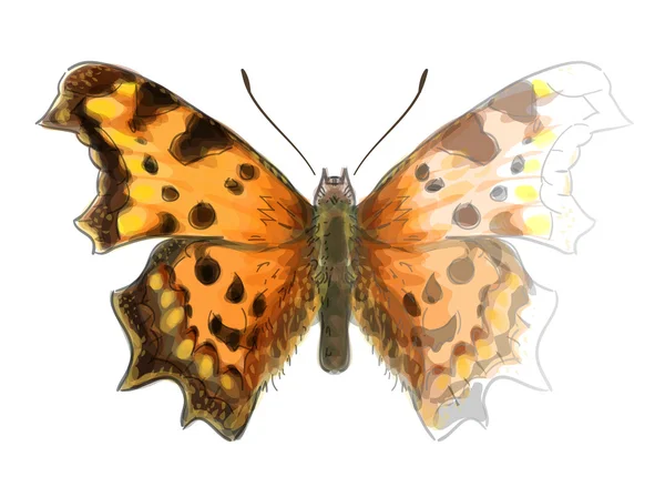 Butterfly polygonia c-album. onvoltooide aquarel tekening imita — Stockvector