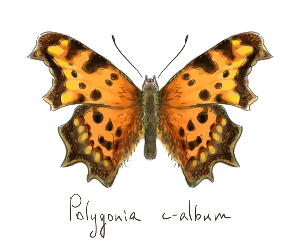 Butterfly Polygonia c-album. Watercolor imitation. — Stock Vector