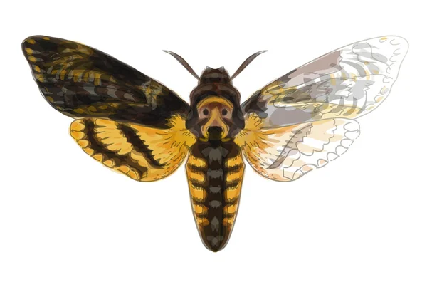 Butterfly acherontia atropos. onvoltooide aquarel tekening imit — Stockvector