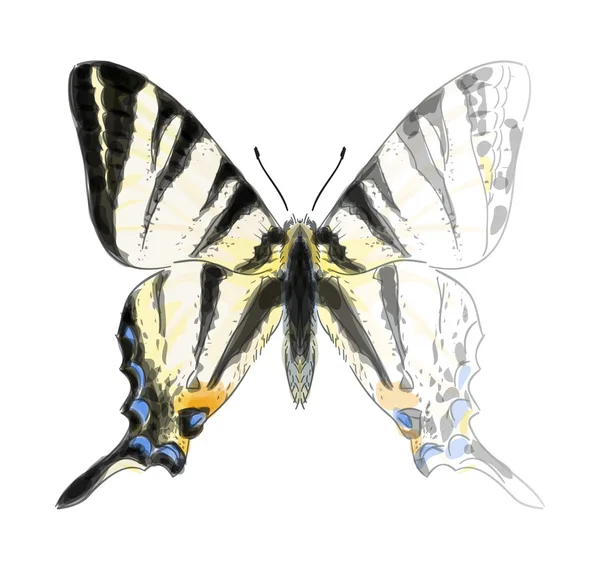 Iphiclides podalirium を蝶します。未完成の水彩設計図 1 — ストックベクタ