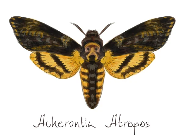 Acherontia 나비 atropos. 수채화 모방. — 스톡 벡터