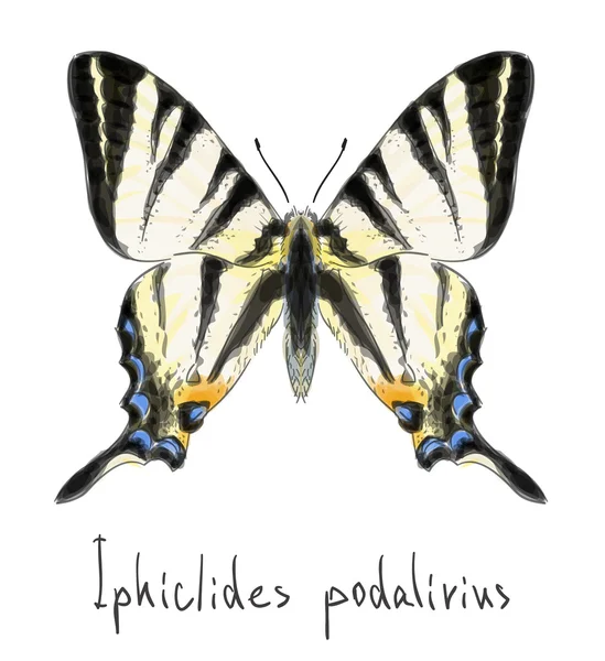 Kelebek Iphiclides podalirius. bitmemiş suluboya çizimi ı — Stok Vektör