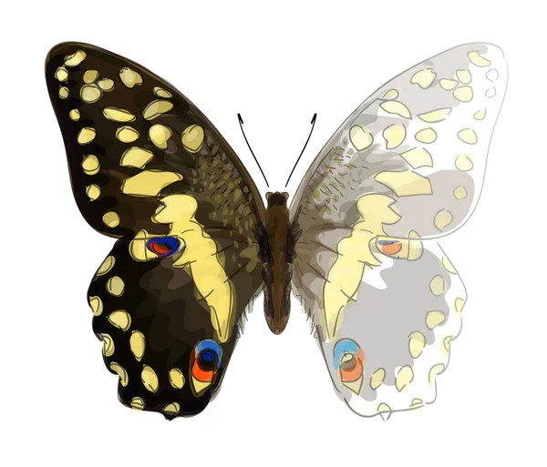 Pillangó Papilio Demodocus. Befejezetlen, akvarell, rajz imita — Stock Vector