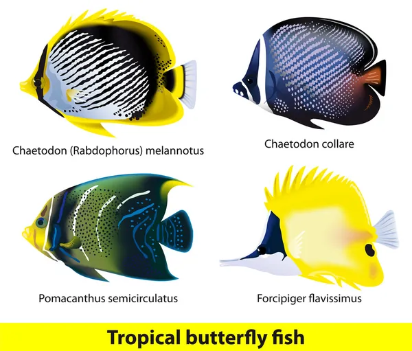 Tropical butterflyfish set. — Stock Vector