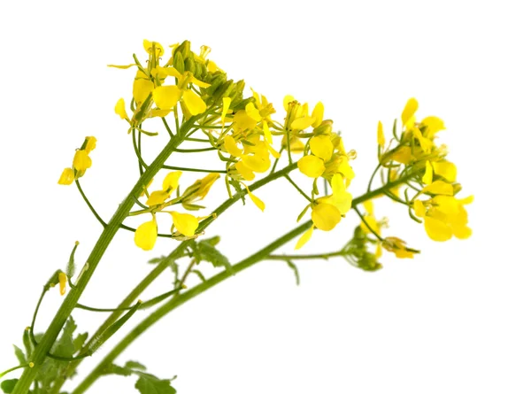 Flores de mostarda . — Fotografia de Stock