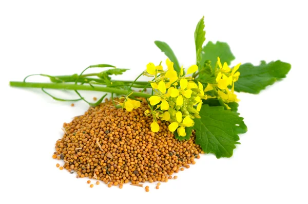 Mustard flowers and seed. — Stock Photo, Image