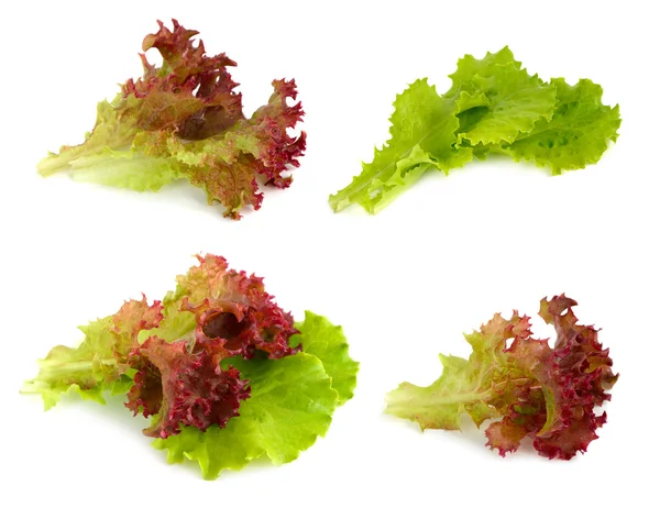 Frischer Salat. — Stockfoto