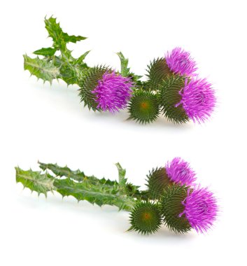 Thistle (cirsium) - çok dikenli çiçek.