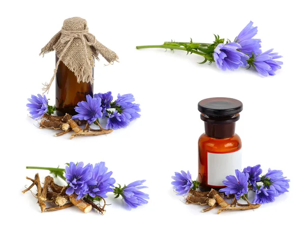 Hindiba çiçek (Cichorium)